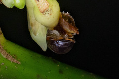 Circoniscus ornatus