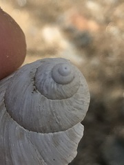 Plectostylus coturnix