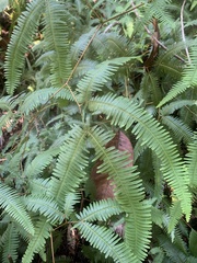 Gleichenella pectinata