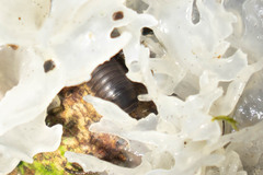 Circoniscus ornatus