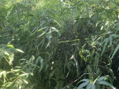 Gleichenella pectinata