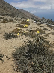 Senecio antofagastanus