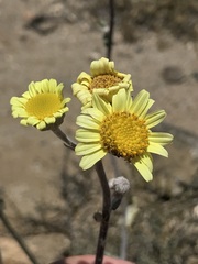 Senecio antofagastanus