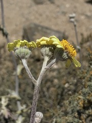 Senecio antofagastanus