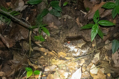 Leptodactylus pentadactylus