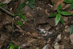 Leptodactylus pentadactylus