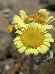 Senecio antofagastanus