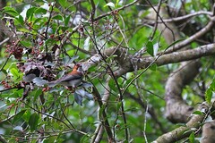 Hemixos castanonotus