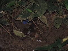 Limnonectes macrodon