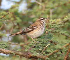 Cercotrichas leucophrys