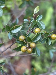 Searsia rigida rigida