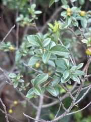 Searsia rigida rigida