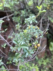 Searsia rigida rigida