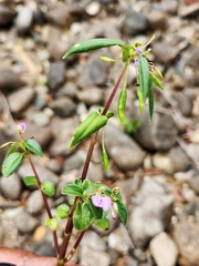 Impatiens minor
