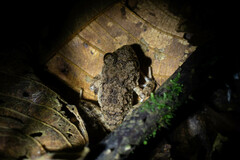 Oreobates quixensis