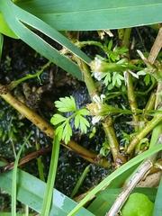 Chaerophyllum tainturieri