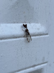 Dicromantispa interrupta