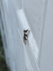 Dicromantispa interrupta