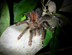 Avicularia juruensis