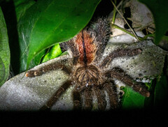 Avicularia juruensis