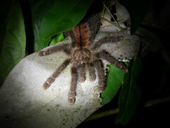 Avicularia juruensis
