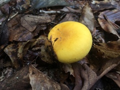 Russula flavida