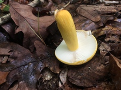 Russula flavida