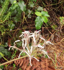 Pelargonium auritum carneum