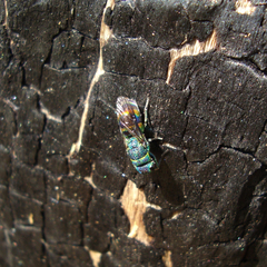 Chrysis zetterstedti