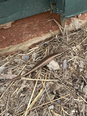 Trachylepis punctatissima