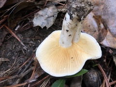 Multifurca ochricompacta