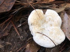 Multifurca ochricompacta