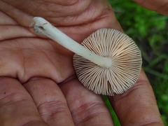 Pluteus