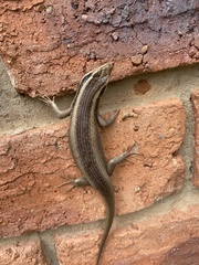 Trachylepis punctatissima