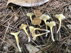 Lactarius xanthydrorheus