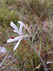 Pelargonium auritum carneum