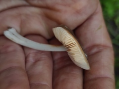 Pluteus