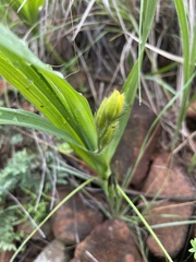 Hypoxis galpinii