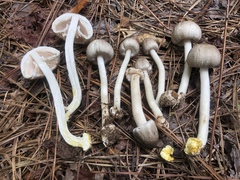 Agaricus pocillator