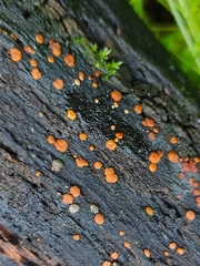 Fungi