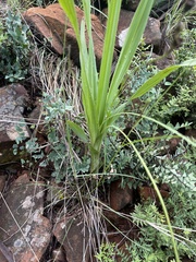 Hypoxis galpinii