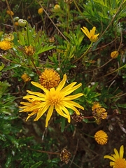 Euryops chrysanthemoides