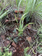 Hypoxis galpinii