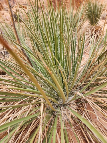 Yucca utahensis