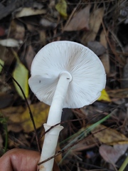 Lepiota