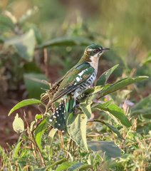 Chrysococcyx caprius