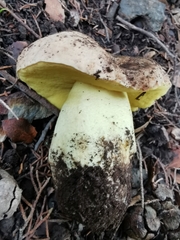 Butyriboletus regius