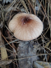 Lepiota