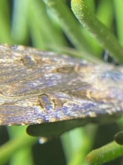 Agrotis munda