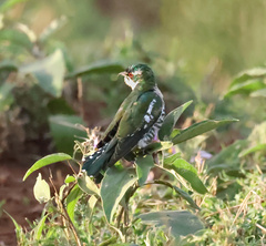 Chrysococcyx caprius